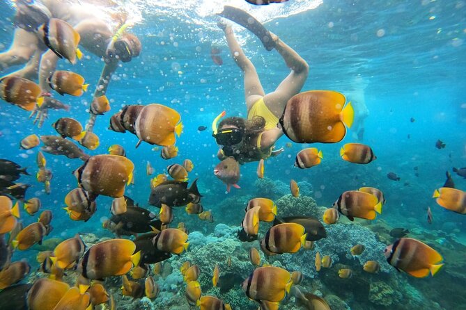 Snorkeling In Nusa Penida Island With Manta Ray From Bali - Gamat Bay: another classic stop for fish and coral