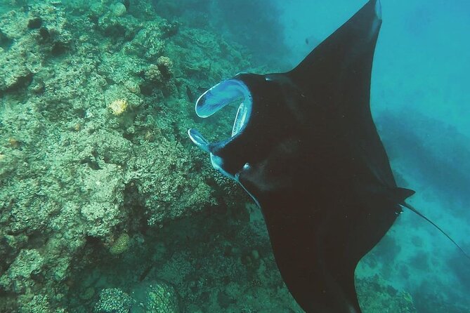 Snorkeling In Nusa Penida Island With Manta Ray From Bali - Gear, GoPro shooting, and comfort hacks that matter
