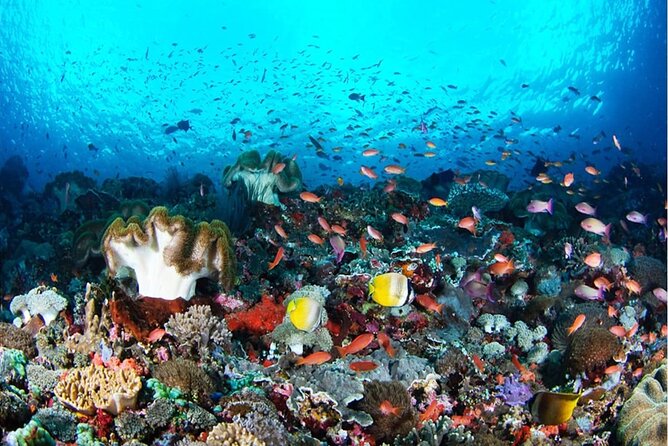 Snorkeling Nusa Penida and Island Tour Package - Key Takeaways Before You Go