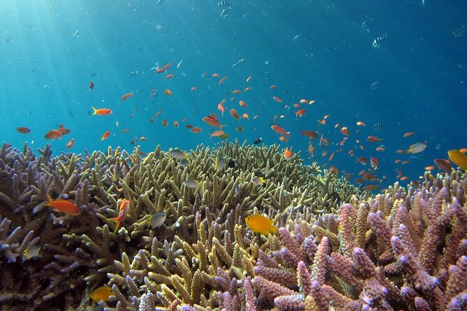 Snorkeling Nusa Penida and Island Tour Package - Seminyak to Sanur Fast Boat, and the Early Start Trade-Off