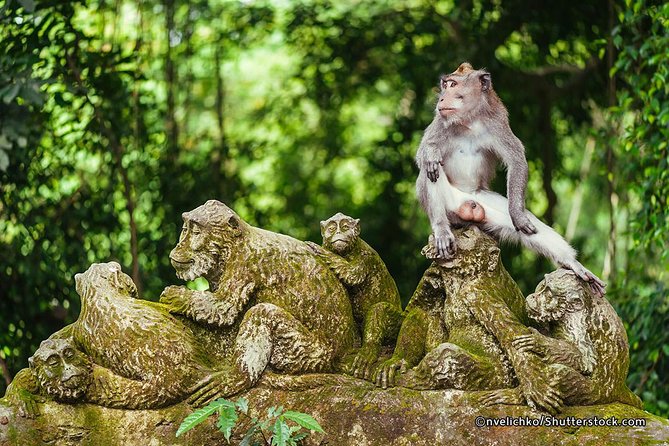 The Best of Ubud Tour and Jungle Swing - Why This Private Ubud Day Works From Seminyak