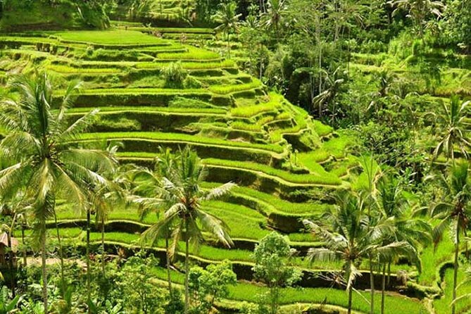 Tlaga Singha Infinity Pool, Jungle swing & Rice Terrace Trip - Stop 1, Tegalalang Rice Terraces: how to spot the details that matter