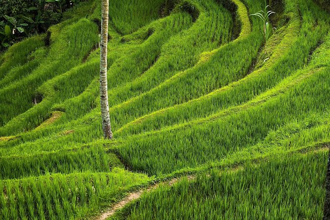 Ubud Cultural Day Tour: A Day for Balinese Cultural Experience - Stop 4: Sacred Monkey Forest Sanctuary, Conservation and Etiquette