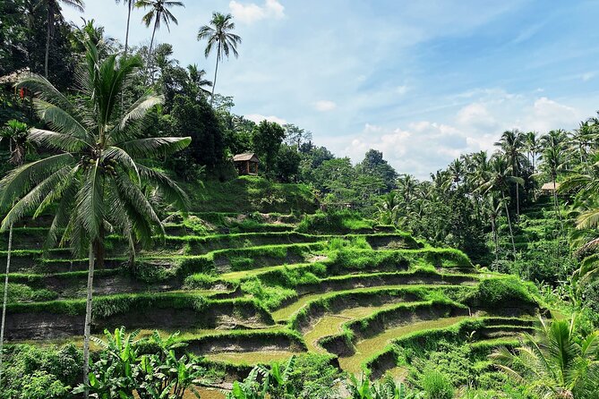 Ubud Experience | Full Day Private Tour in Ubud | FREE WIFI - Pura Tirta Empul: the holy spring and ritual purification