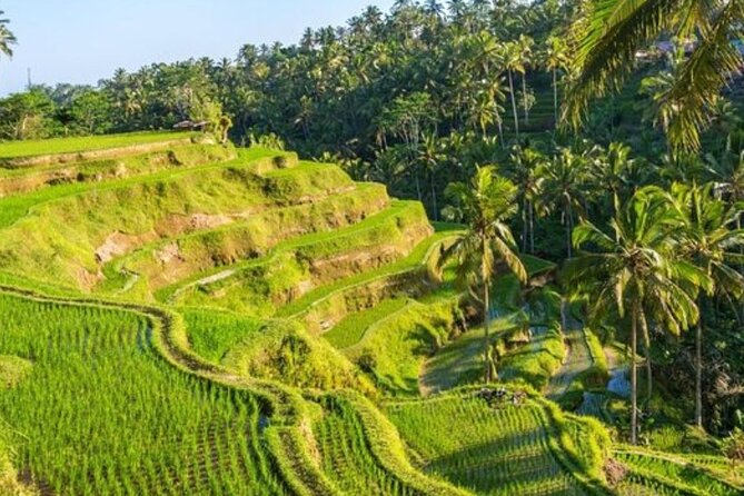 Ubud Full Day Tour Waterfall Monkey Forest Rice Terrace - Tirta Empul Temple: the water purification ritual you should not rush