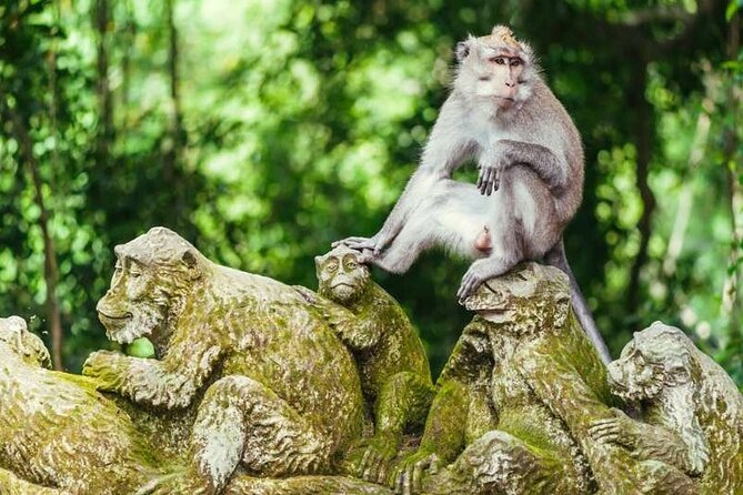 Ubud Full Day Tour Waterfall Monkey Forest Rice Terrace - Who this Ubud loop suits best, and who might want a different plan