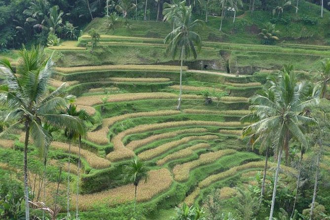 Ubud Kintamani Tour - Tegenungan Waterfall: A Dedicated Photo Stop Near Ubud