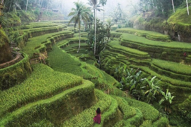 Ubud Private Full-Day Tour - Tickets, Lunch, and the Real Cost of Your Bali Day