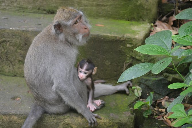 Ubud Private Tour : Choice Your Own Trip - A private Ubud day you can actually steer
