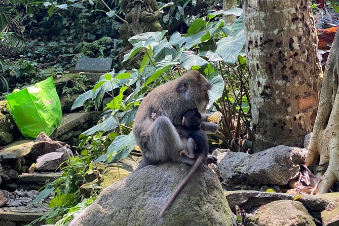 Ubud Private Tour: Monkey Forest, Rice Terrace, Temple, Waterfall - How the Ubud private day trip fits a full 9 hours