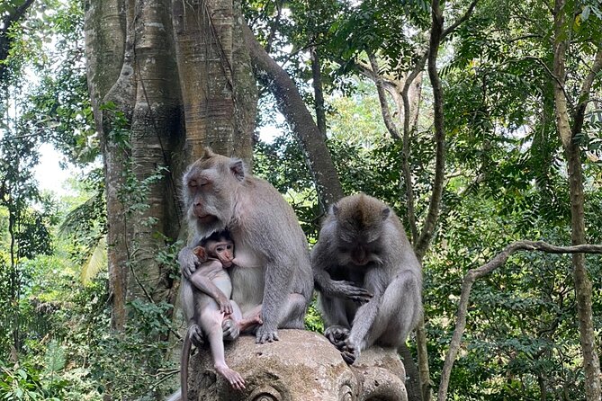 Ubud Private Tour: Monkey Forest, Rice Terrace, Temple, Waterfall - Monkey Forest Sanctuary: seeing about 700 macaques respectfully