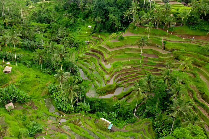 Ubud VW Safari Bali Tour - Volkswagen Classic Car Trip - Why the Volkswagen Safari convertible works so well in Ubud