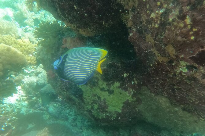 West Nusa Penida With Snorkeling Private Guided Tour - The real value question: is $86.67 worth it?